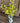 Yellow Floral Arrangement