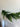 Norfolk Pine Garland