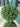 Double Ball Boxwood Topiary Tree